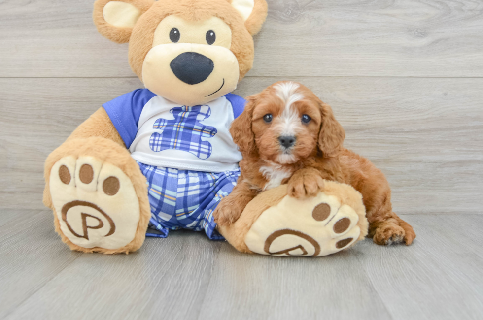 5 week old Cavapoo Puppy For Sale - Seaside Pups