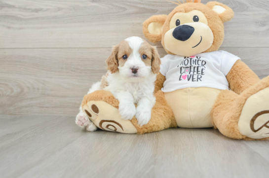 Adorable Cavalier King Charles Spaniel and Poodle Mix Poodle Mix Puppy