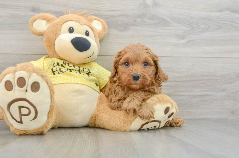 7 week old Cavapoo Puppy For Sale - Seaside Pups