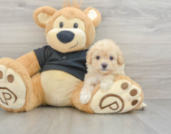 8 week old Cavapoo Puppy For Sale - Seaside Pups
