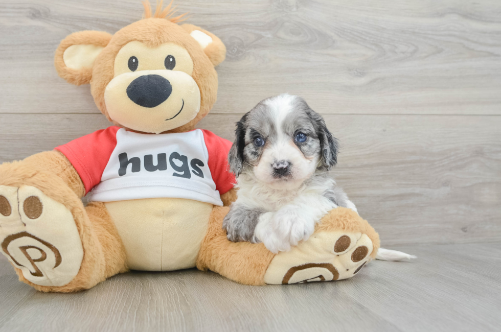 7 week old Cavapoo Puppy For Sale - Seaside Pups