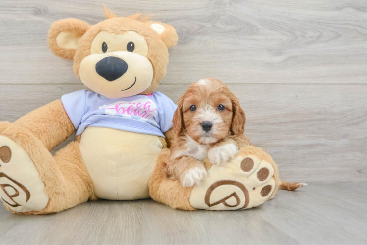 Petite Cavapoo Poodle Mix Pup