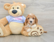 7 week old Cavapoo Puppy For Sale - Seaside Pups