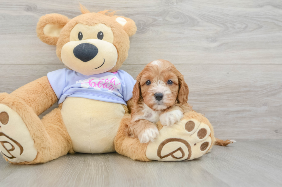 6 week old Cavapoo Puppy For Sale - Seaside Pups