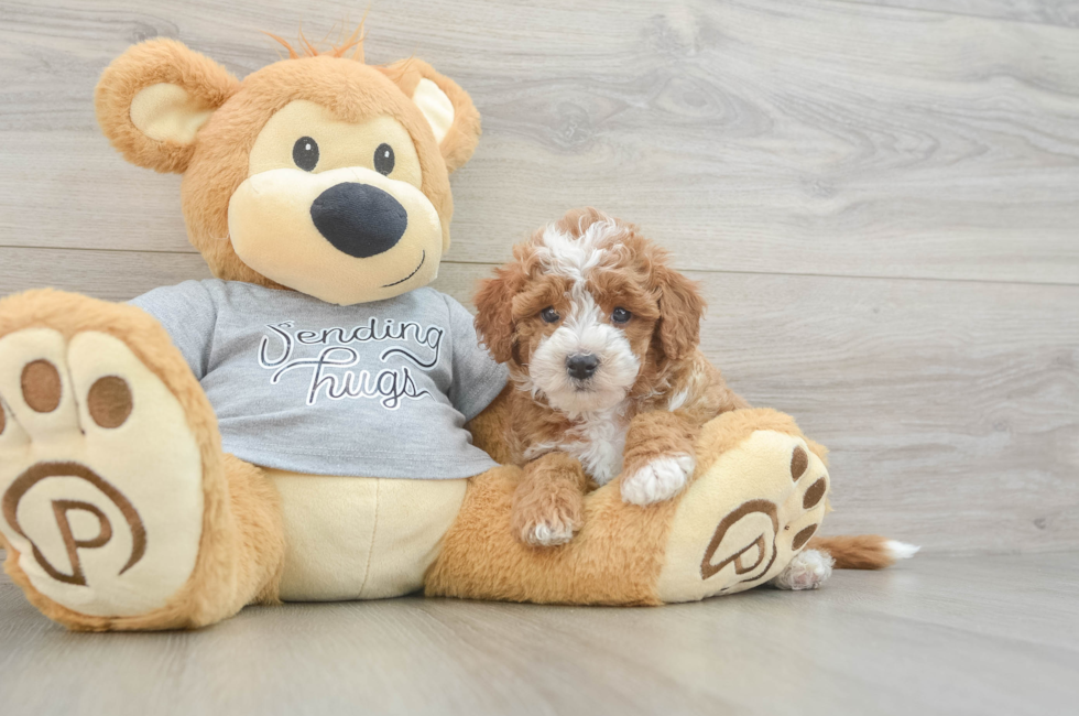 6 week old Cavapoo Puppy For Sale - Seaside Pups