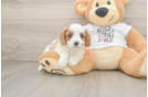 Happy Cavapoo Baby