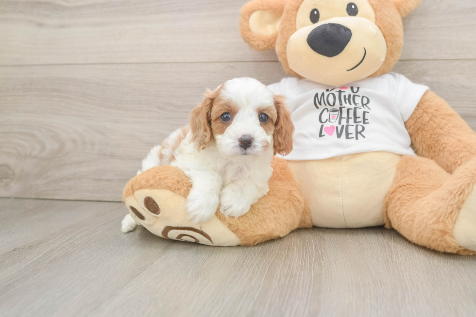 Happy Cavapoo Baby