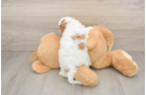 Hypoallergenic Cavadoodle Poodle Mix Puppy