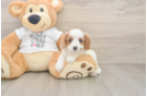 Best Cavapoo Baby