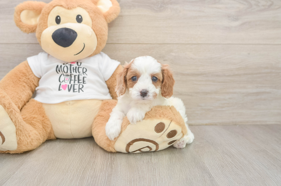 5 week old Cavapoo Puppy For Sale - Seaside Pups