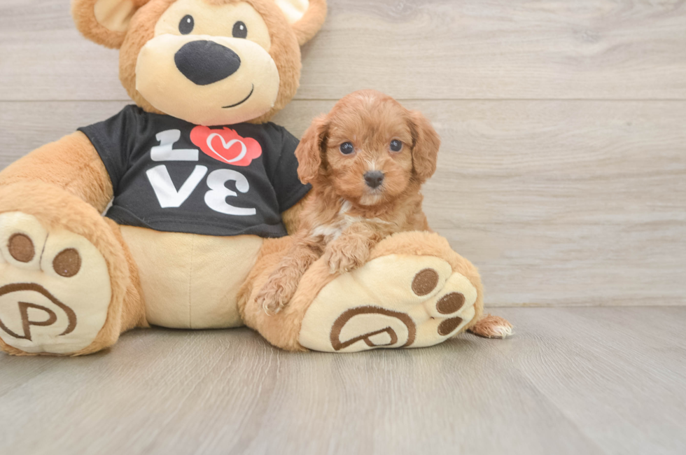 5 week old Cavapoo Puppy For Sale - Seaside Pups