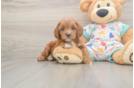 Cavapoo Pup Being Cute