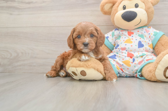 Cavapoo Pup Being Cute