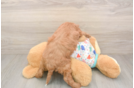 Cavapoo Puppy for Adoption