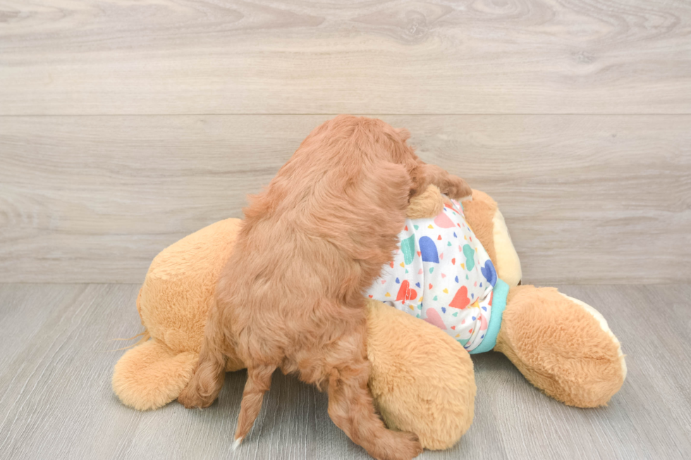 Cavapoo Puppy for Adoption