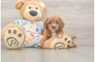 Best Cavapoo Baby