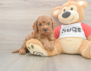 7 week old Cavapoo Puppy For Sale - Seaside Pups