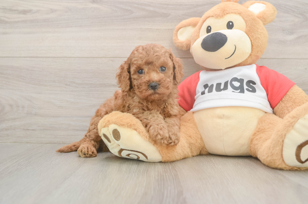 5 week old Cavapoo Puppy For Sale - Seaside Pups