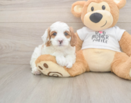 7 week old Cavapoo Puppy For Sale - Seaside Pups