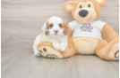 Meet Everett - our Cavapoo Puppy Photo  1/3 - Seaside Pups Sweet Cavapoo Baby