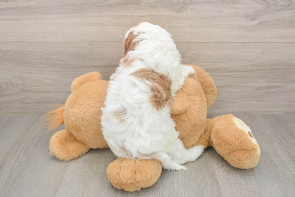 Meet Everett - our Cavapoo Puppy Photo  3/3 - Seaside Pups Cavapoo Pup Being Cute