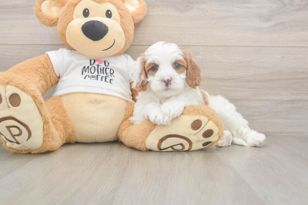 Meet Everett - our Cavapoo Puppy Photo  2/3 - Seaside Pups Cavapoo Pup Being Cute