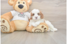 Meet Everett - our Cavapoo Puppy Photo  2/3 - Seaside Pups Cavapoo Pup Being Cute