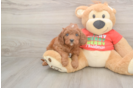 Cavapoo Puppy for Adoption