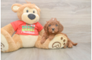 Cavapoo Puppy for Adoption