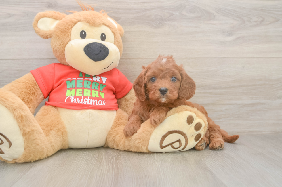 5 week old Cavapoo Puppy For Sale - Seaside Pups