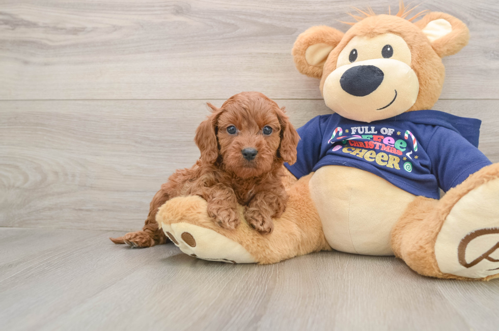 5 week old Cavapoo Puppy For Sale - Seaside Pups