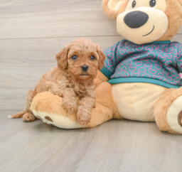 7 week old Cavapoo Puppy For Sale - Seaside Pups