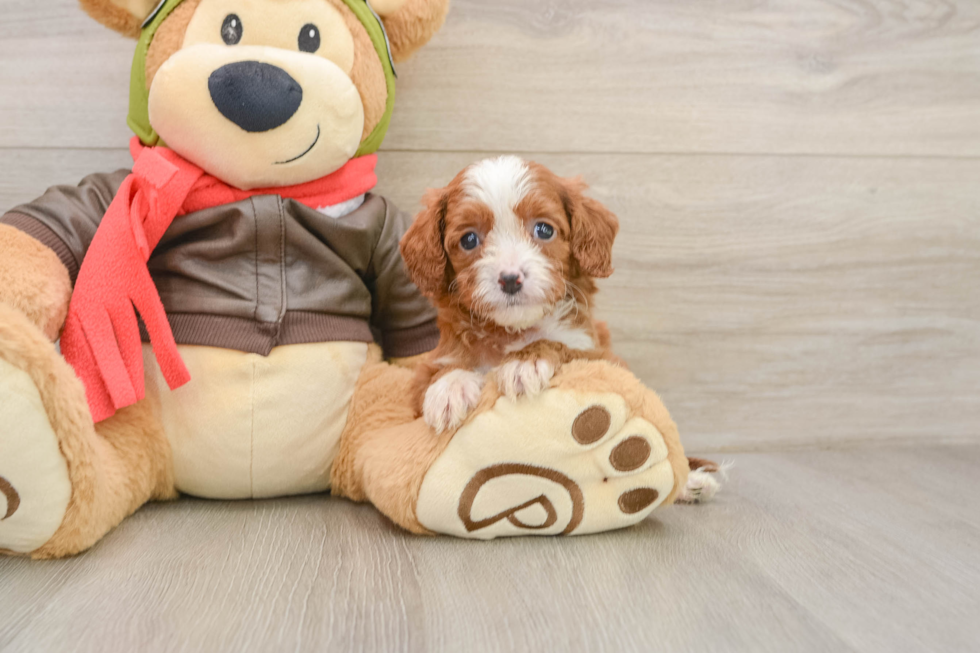Small Cavapoo Baby
