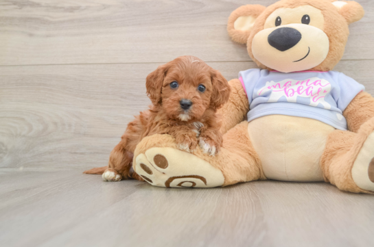 Funny Cavapoo Poodle Mix Pup