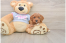 Petite Cavapoo Poodle Mix Pup