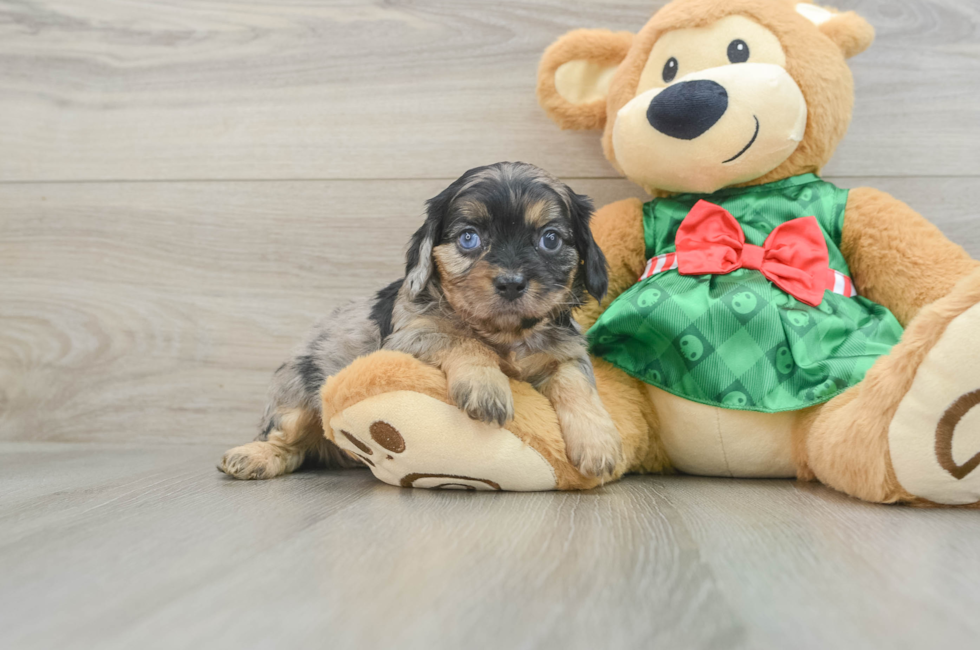 6 week old Cavapoo Puppy For Sale - Seaside Pups