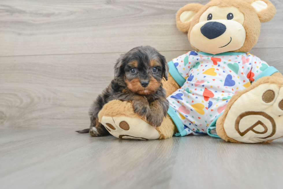 Smart Cavapoo Poodle Mix Pup