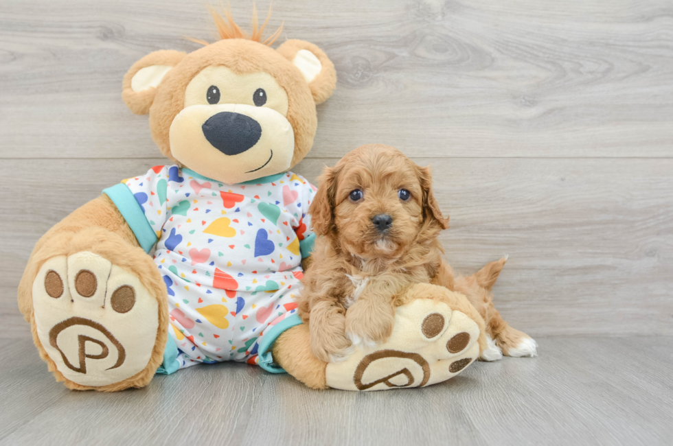 6 week old Cavapoo Puppy For Sale - Seaside Pups