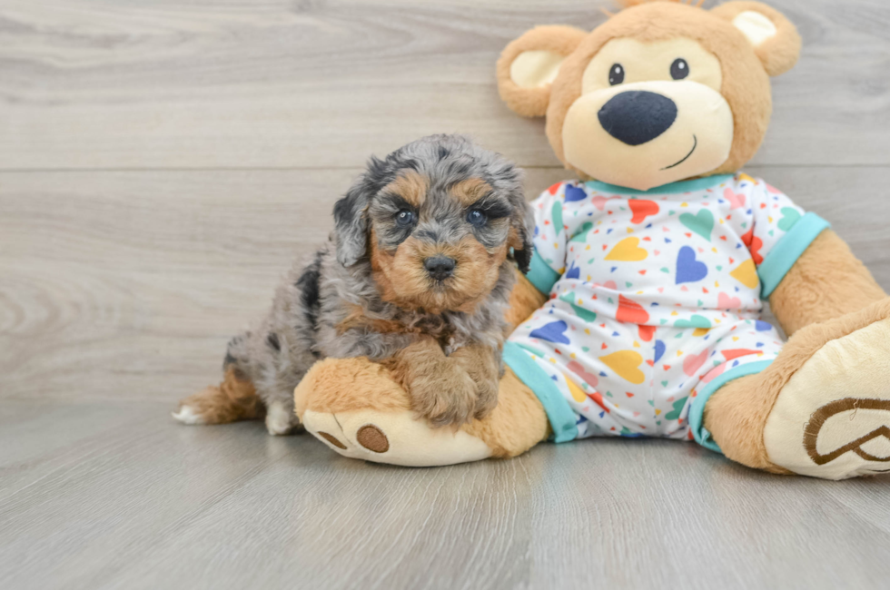 5 week old Cavapoo Puppy For Sale - Seaside Pups