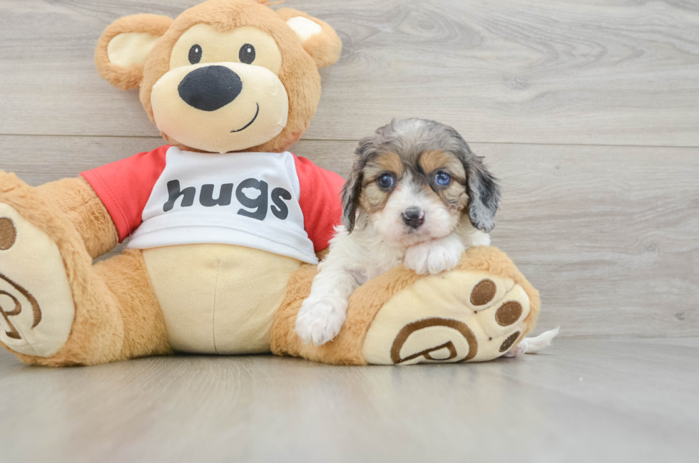 7 week old Cavapoo Puppy For Sale - Seaside Pups