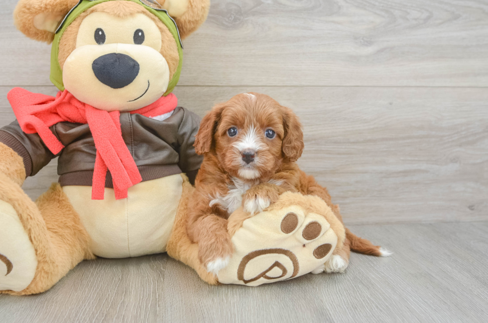 5 week old Cavapoo Puppy For Sale - Seaside Pups