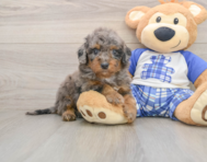 8 week old Cavapoo Puppy For Sale - Seaside Pups