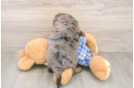 Cavapoo Puppy for Adoption