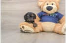 Best Cavapoo Baby