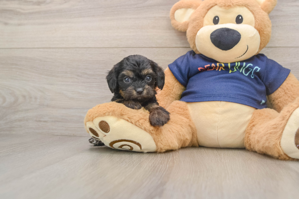 Best Cavapoo Baby