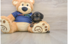 Best Cavapoo Baby