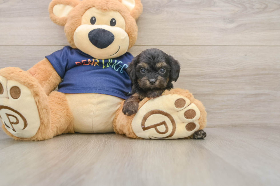 Best Cavapoo Baby