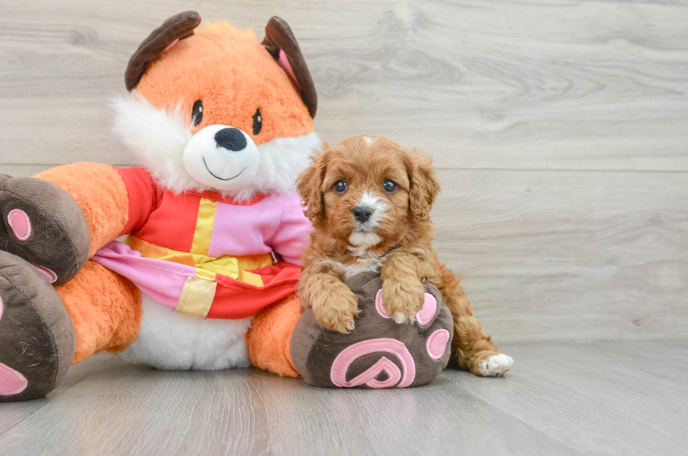 5 week old Cavapoo Puppy For Sale - Seaside Pups