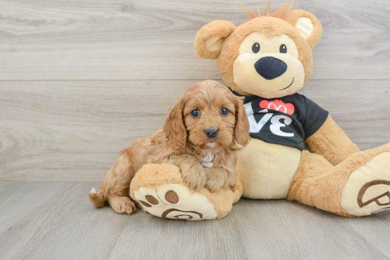 Meet Fay - our Cavapoo Puppy Photo 1/3 - Seaside Pups