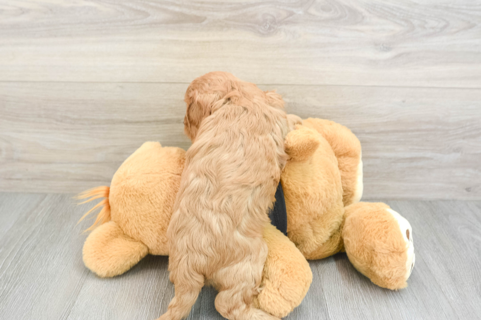 Cavapoo Puppy for Adoption